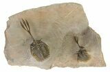 Double Spiny Trident Walliserops Trilobite Specimen #350537-2